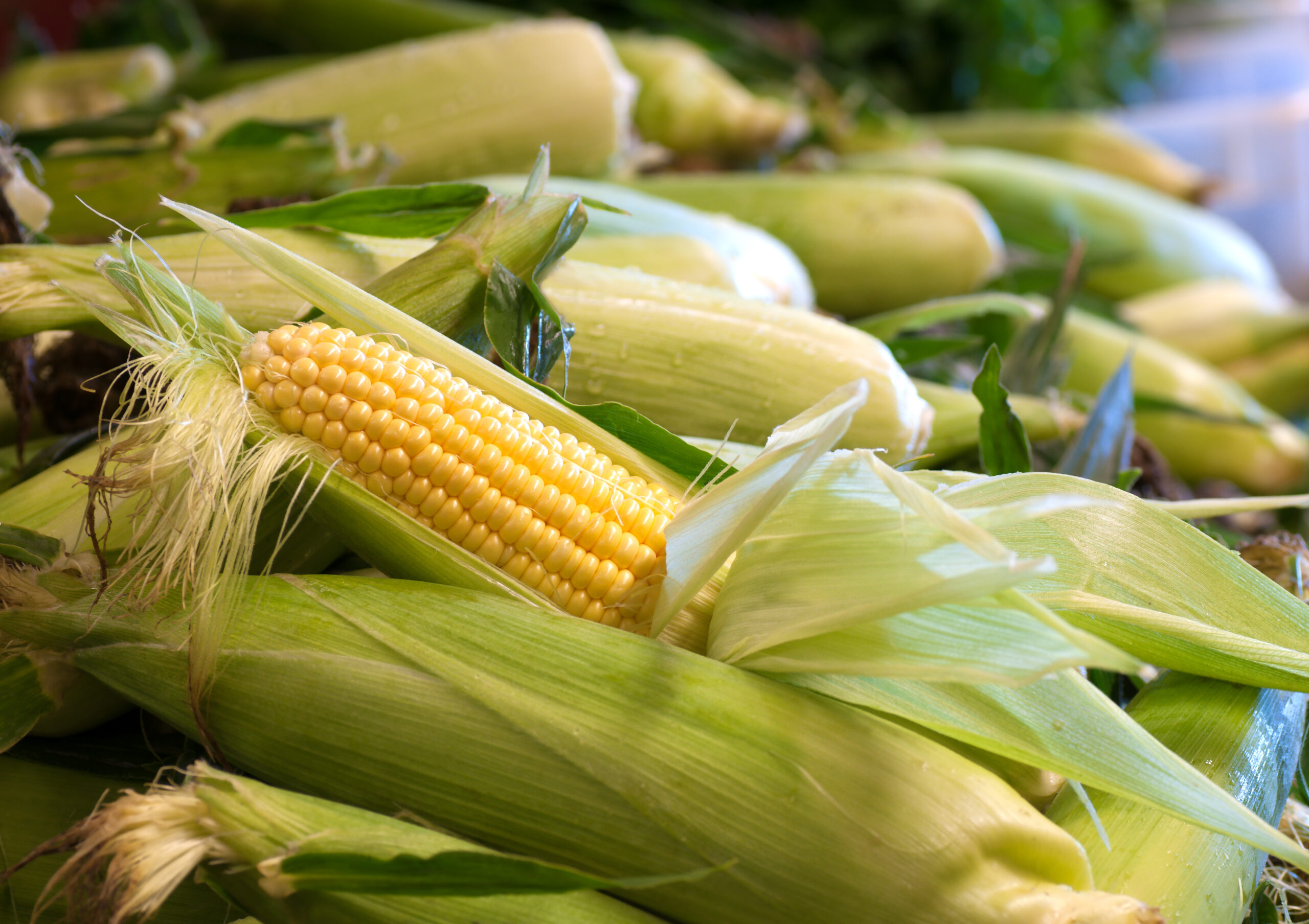 An,Partially,Shucked,Ear,Of,Corn,In,A,Bin,Of